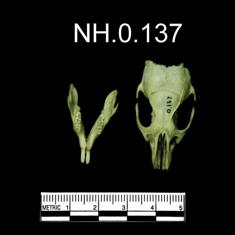Dorsal view of object no. NH.0.137.