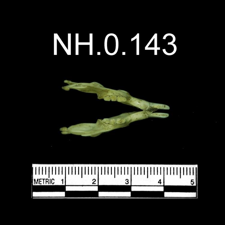 Dorsal view of object no. NH.0.143.