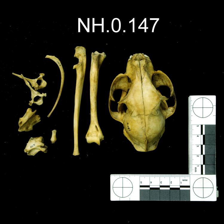 Dorsal view of object no. NH.0.147.