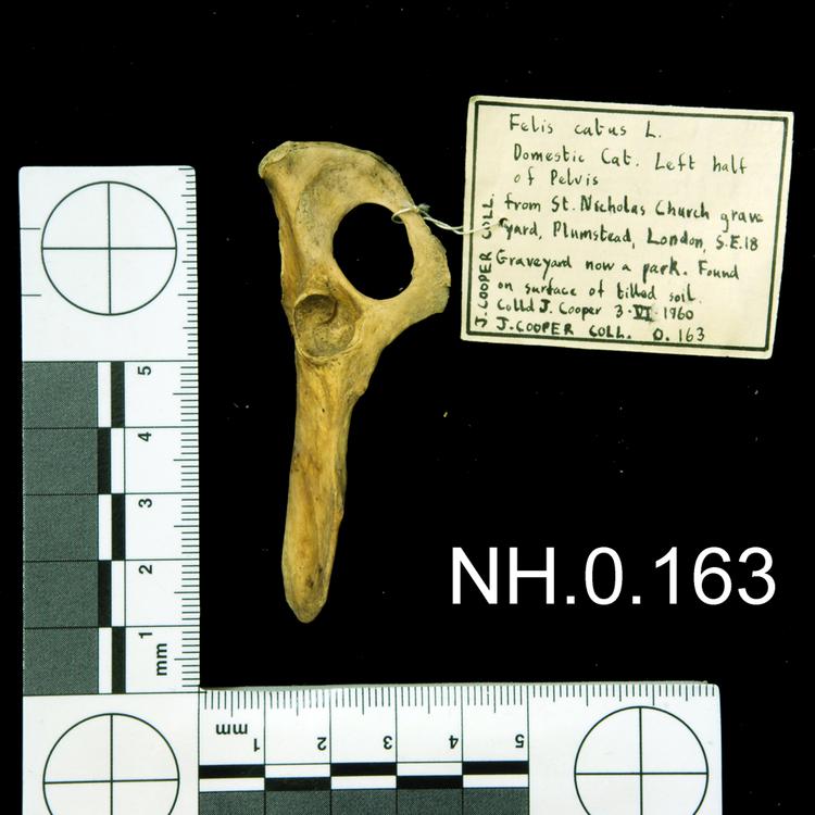 General view of object no. NH.0.163.