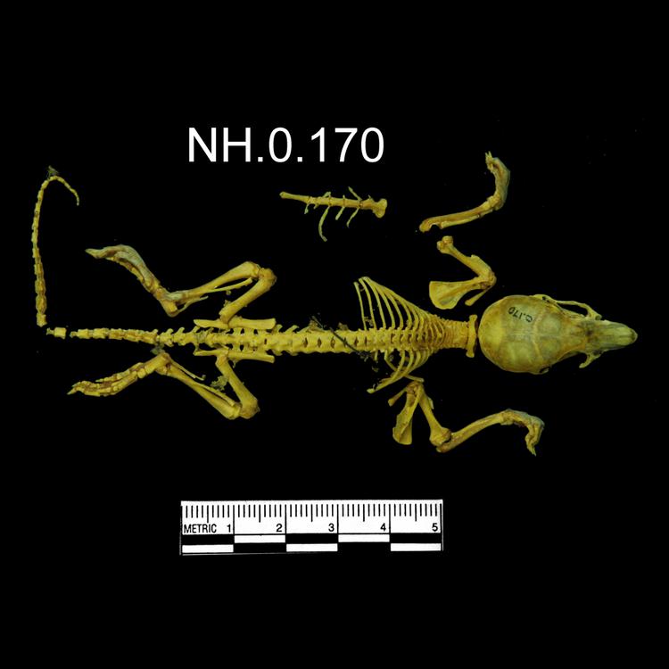 Dorsal view of object no. NH.0.170.
