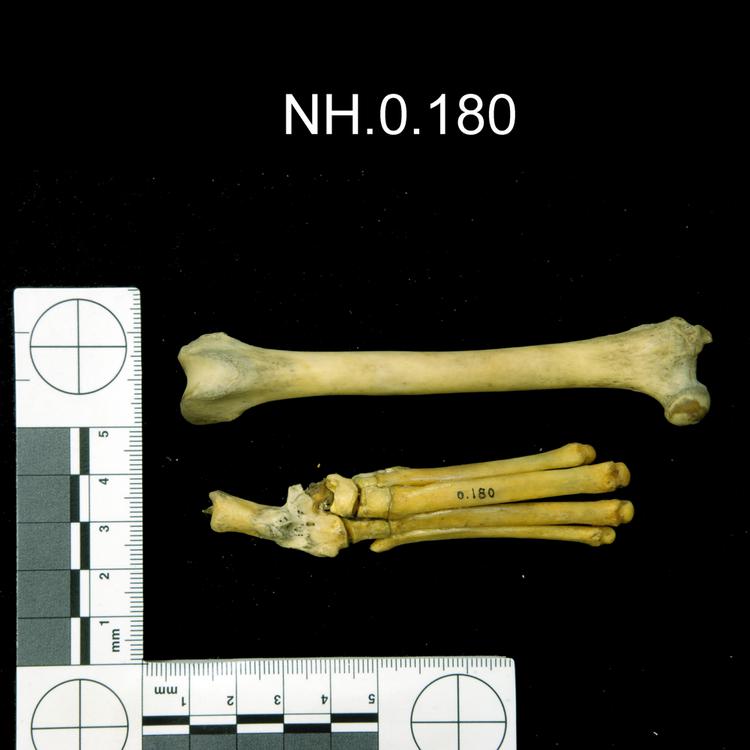 General view of object no. NH.0.180.