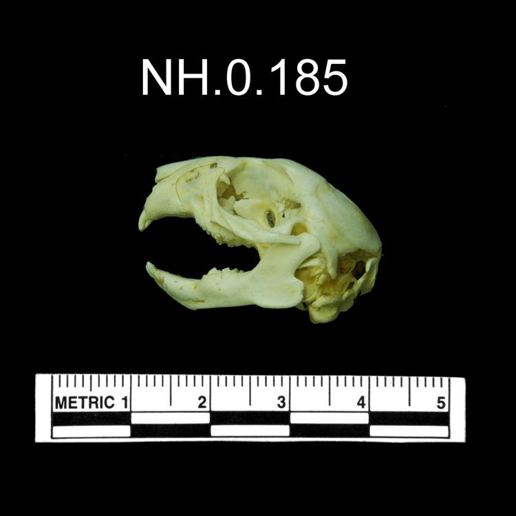 Lateral view (left) of object no. NH.0.185.