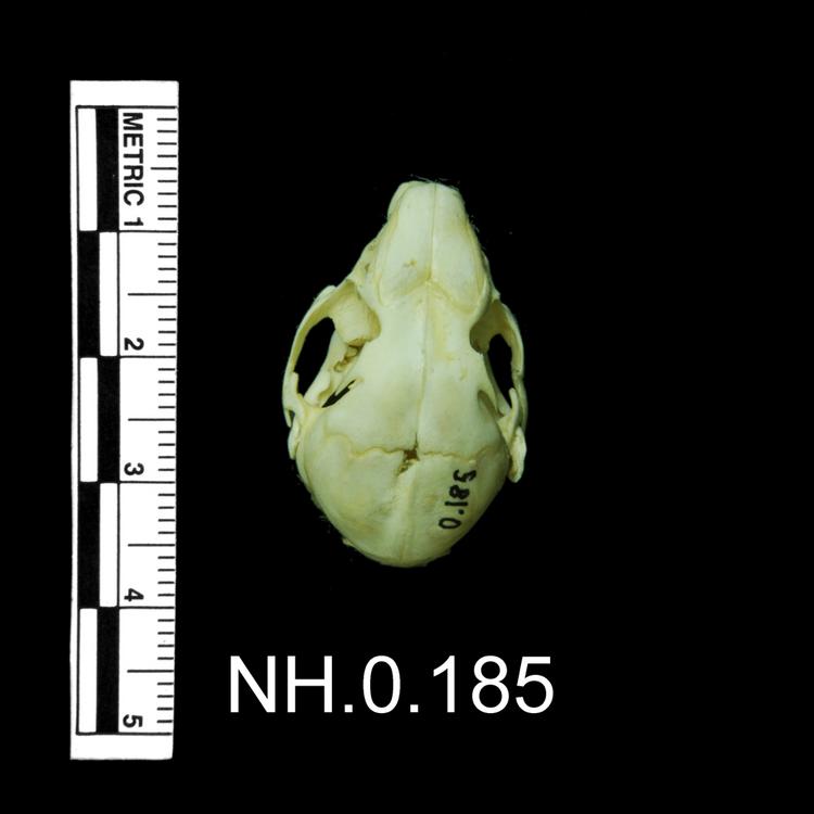 Dorsal view of object no. NH.0.185.