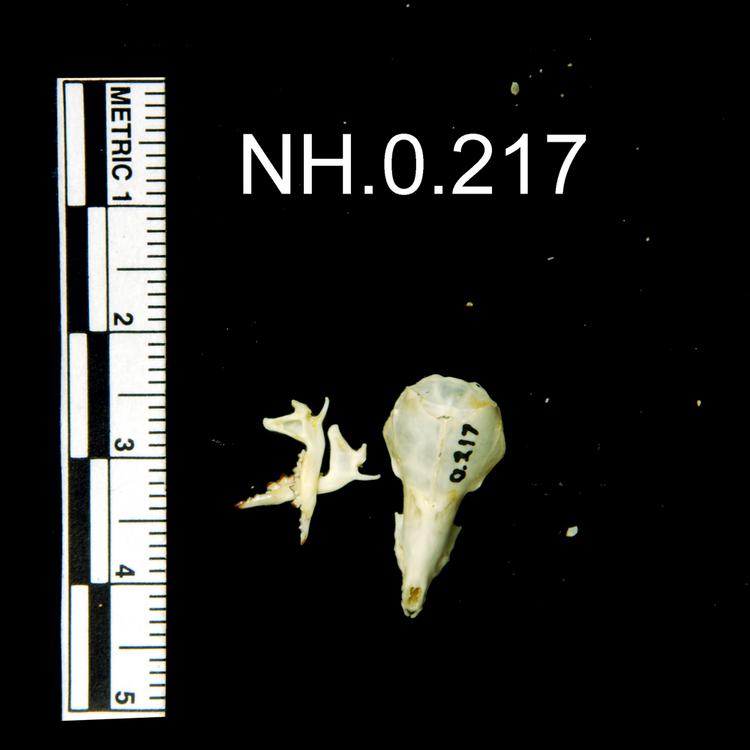 Dorsal view of object no. NH.0.217.