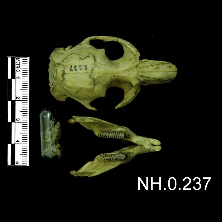 Dorsal view of object no. NH.0.237.