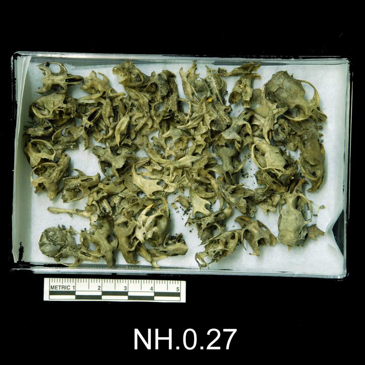 Image of Vole