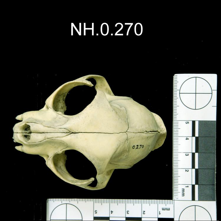 Dorsal view of object no. NH.0.270.