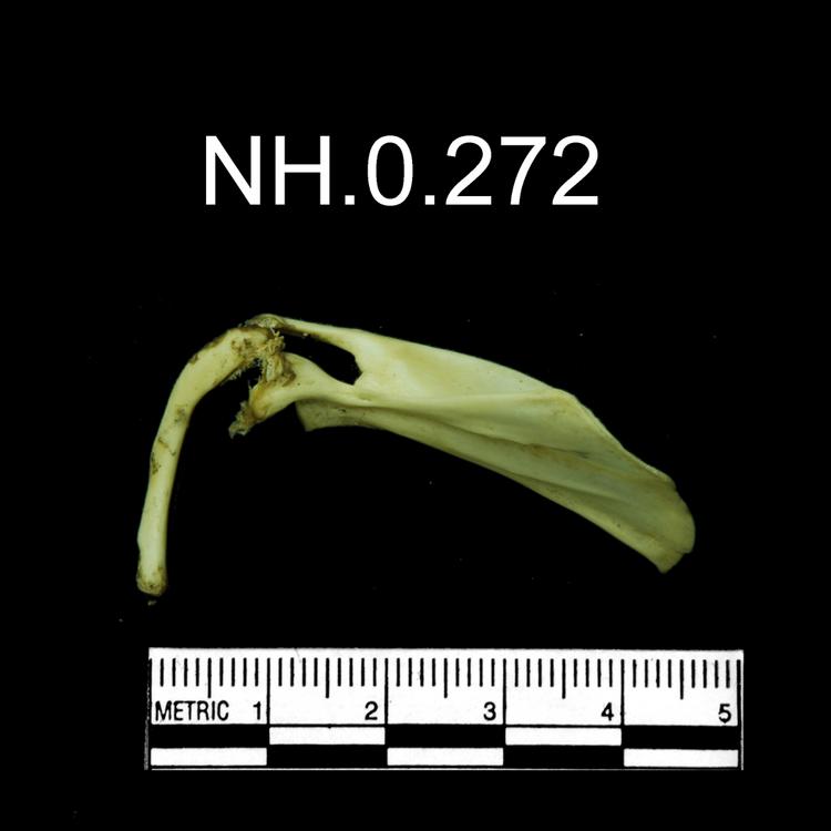 General view of object no. NH.0.272.