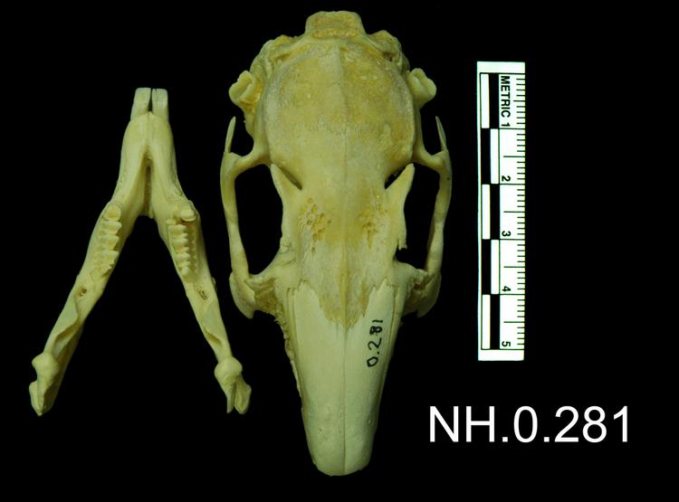Dorsal view of object no. NH.0.281.