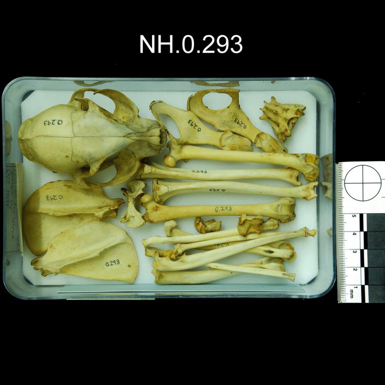 General view of object no. NH.0.293.