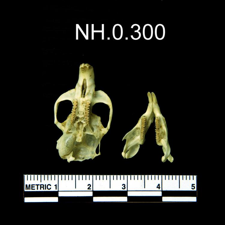 Ventral view of object no. NH.0.300.