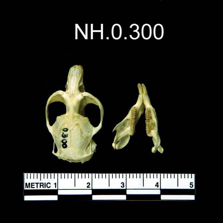 Dorsal view of object no. NH.0.300.