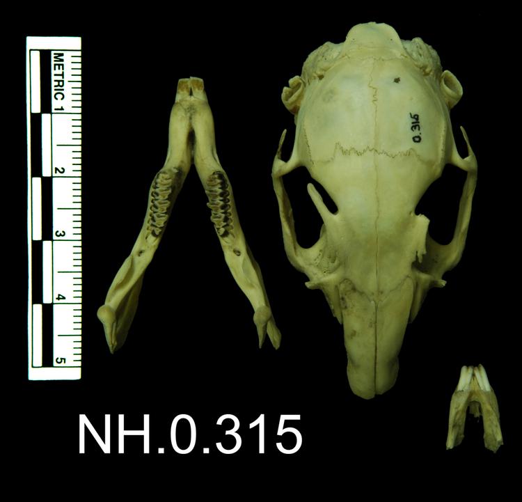 Dorsal view of object no. NH.0.315.
