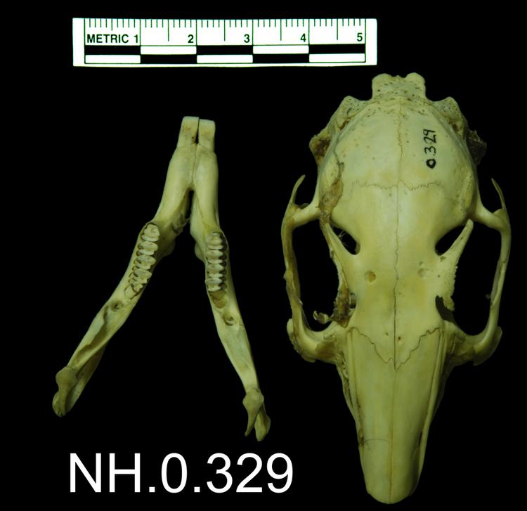 Dorsal view of object no. NH.0.329.