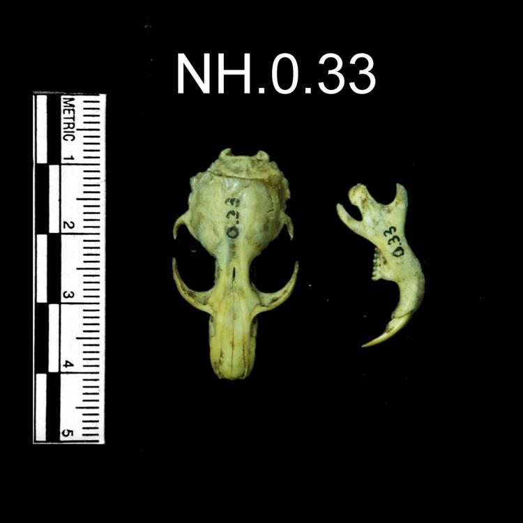 Dorsal view of object no. NH.0.33.