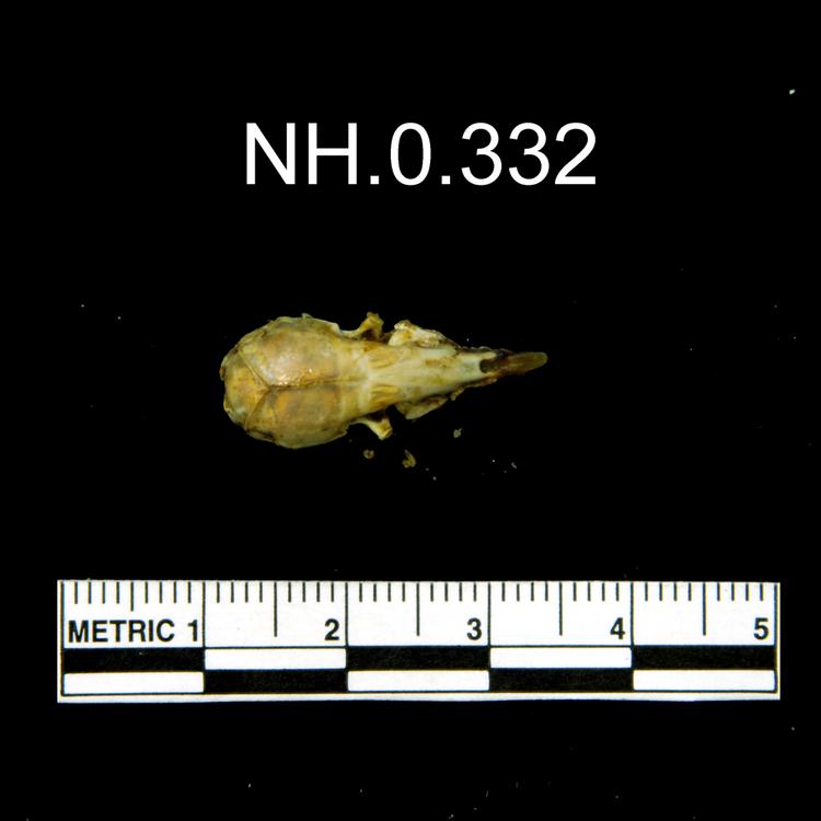 Dorsal view of object no. NH.0.332.