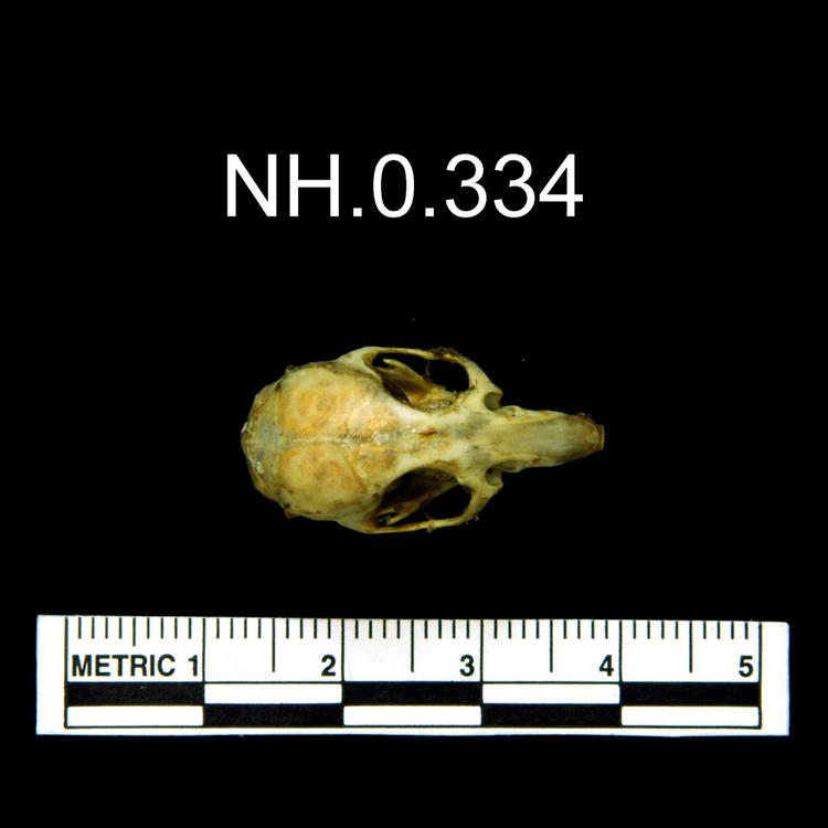 Dorsal view of object no. NH.0.334.
