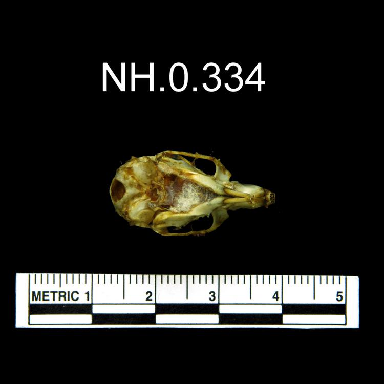 Ventral view of object no. NH.0.334.