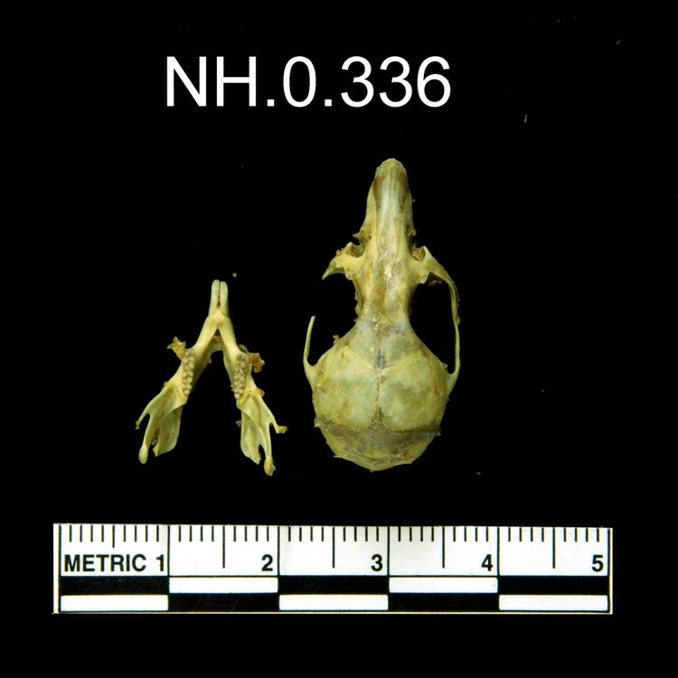 Image of Yellow Necked Mouse