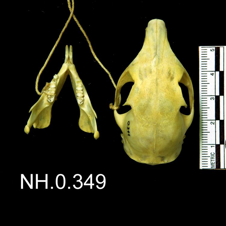 Dorsal view of object no. NH.0.349.