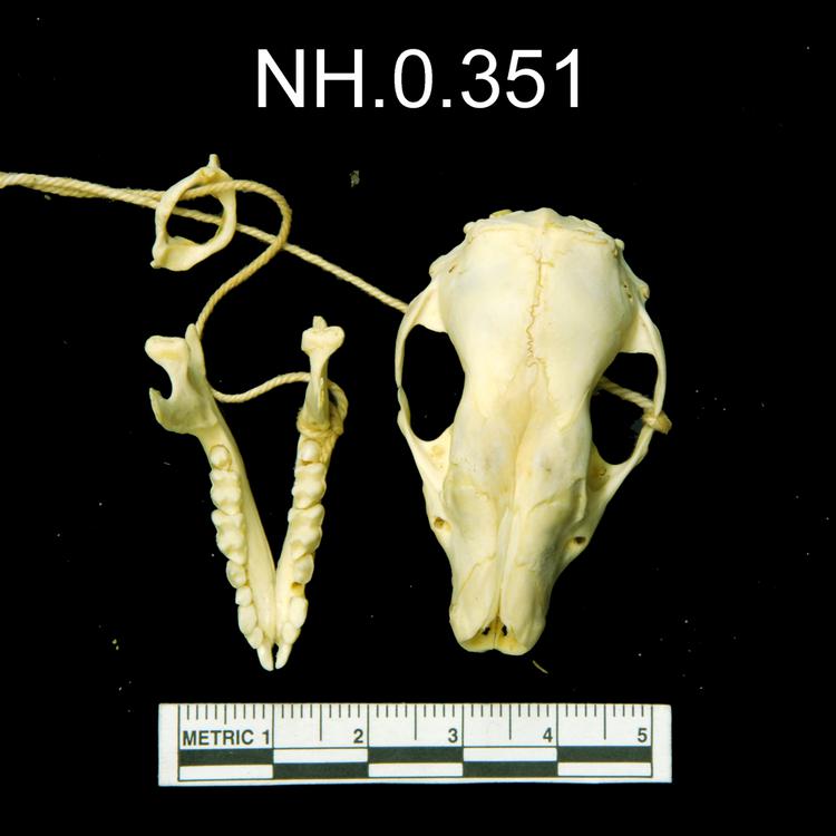 Dorsal view of object no. NH.0.351.