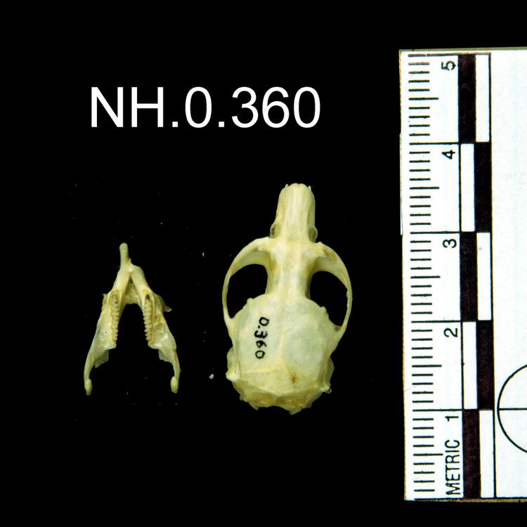 Dorsal view of object no. NH.0.360.