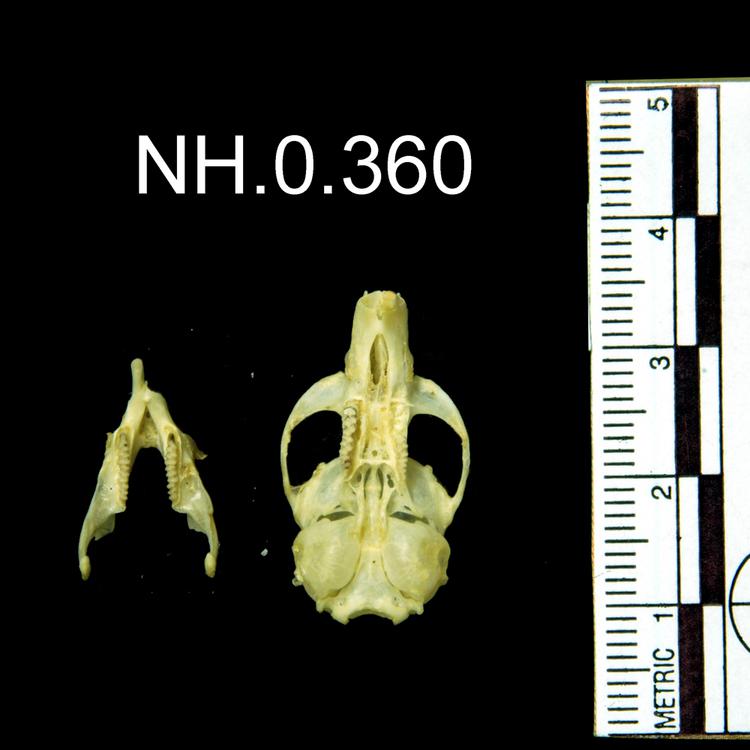 Ventral view of object no. NH.0.360.
