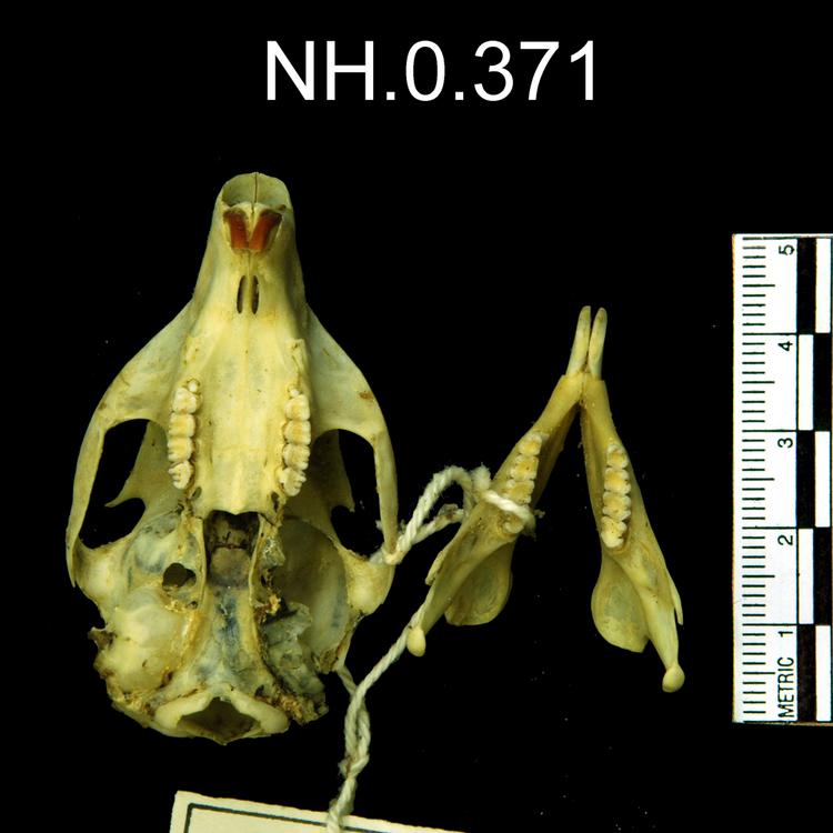 Ventral view of object no. NH.0.371.