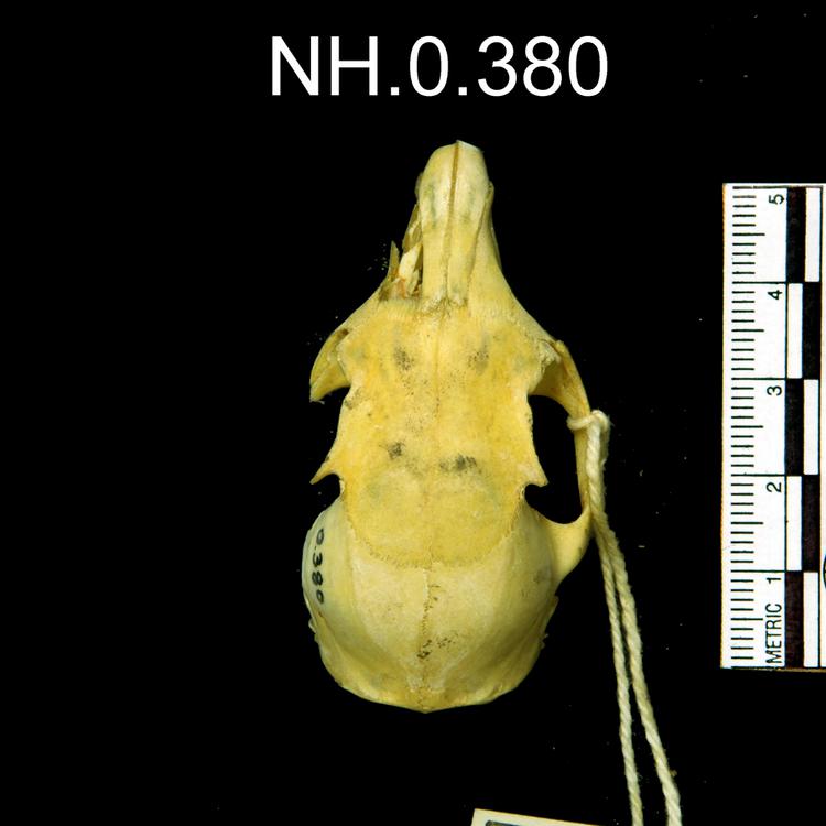 Dorsal view of object no. NH.0.380.