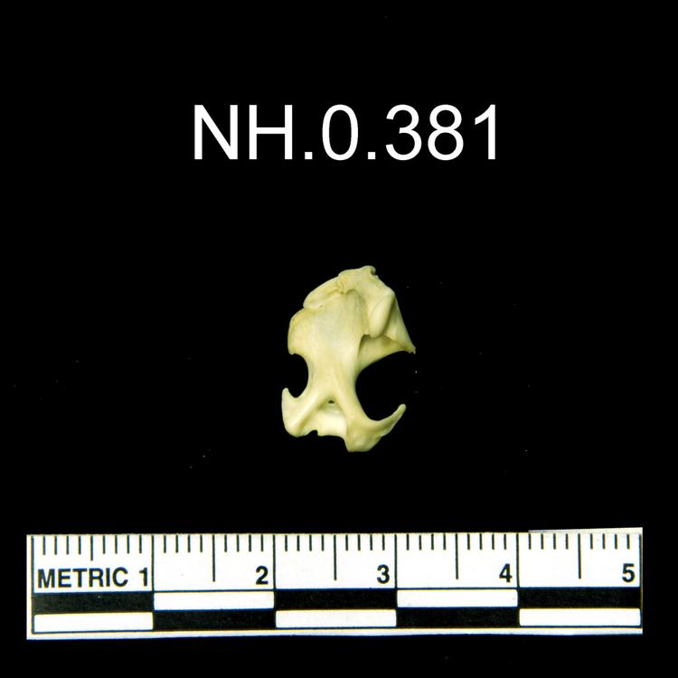 General view of object no. NH.0.381.