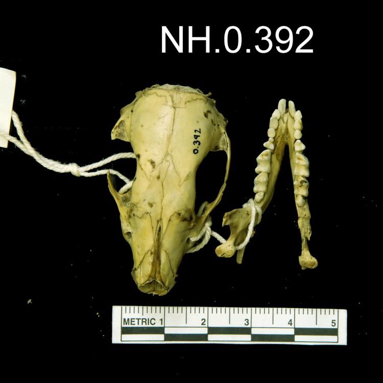Dorsal view of object no. NH.0.392.