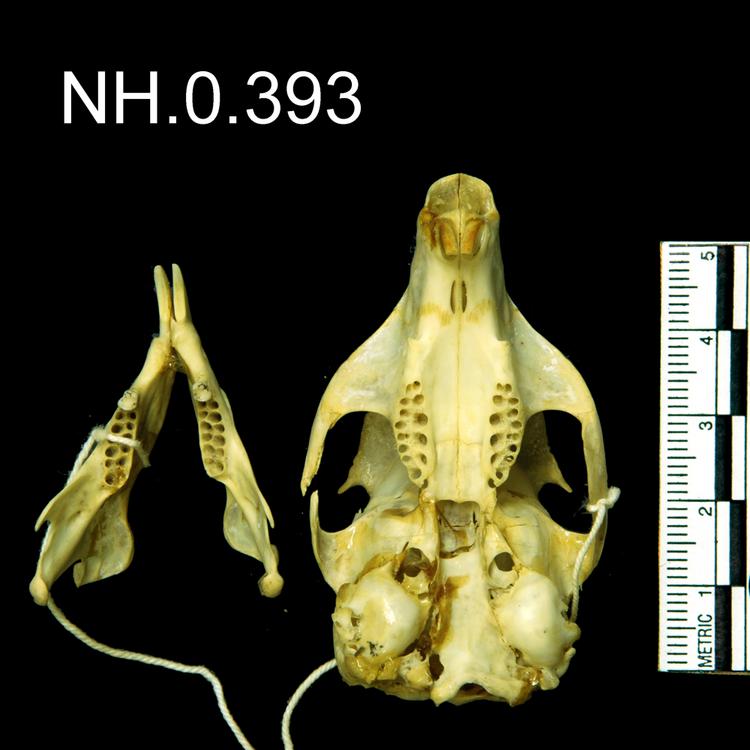Ventral view of object no. NH.0.393.