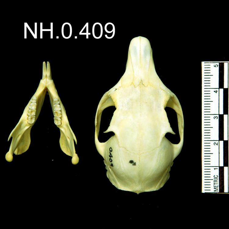 Dorsal view of object no. NH.0.409.
