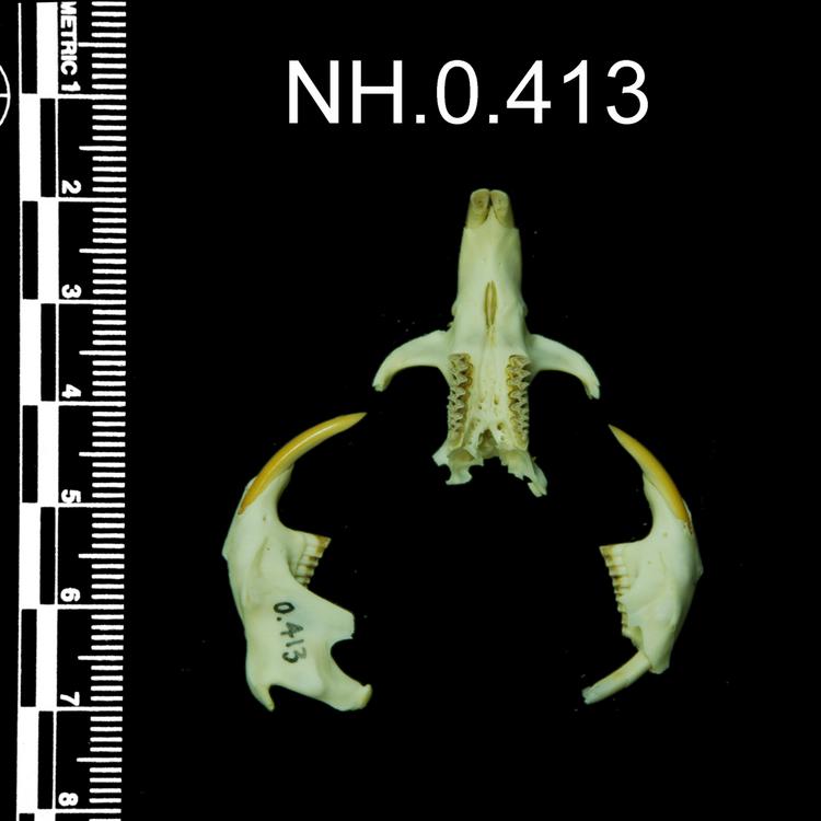 Ventral view of object no. NH.0.413.