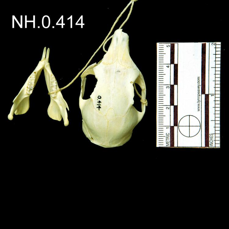 Dorsal view of object no. NH.0.414.