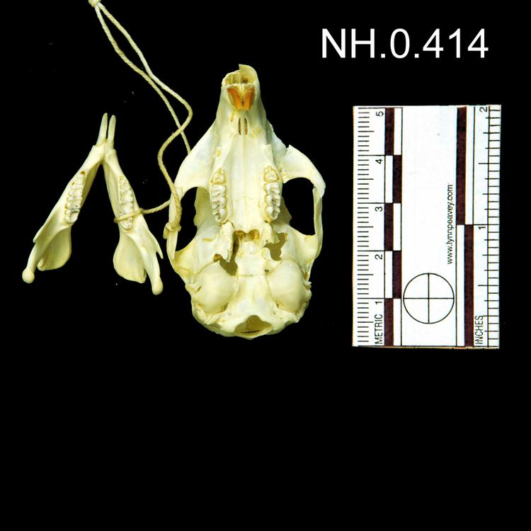Ventral view of object no. NH.0.414.