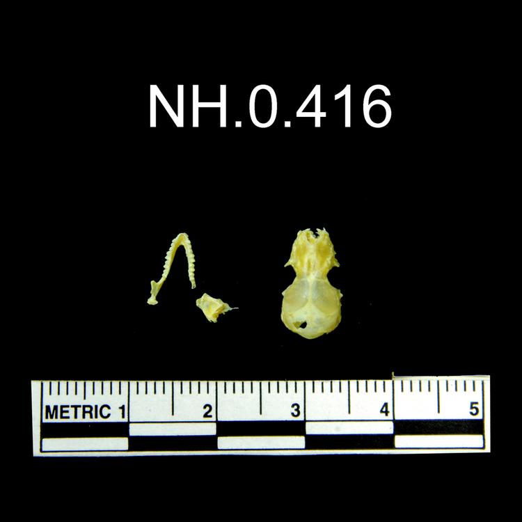 Dorsal view of object no. NH.0.416.