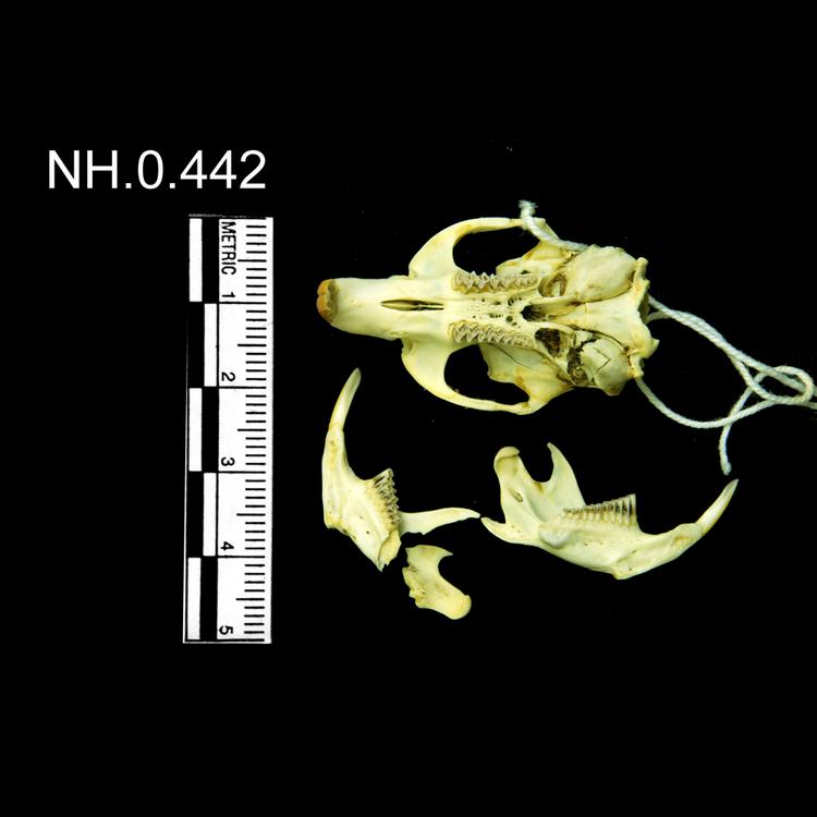 Ventral view of object no. NH.0.442.