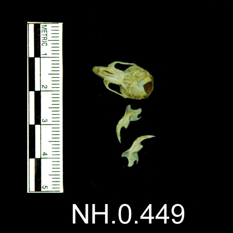 Ventral view of object no. NH.0.449.