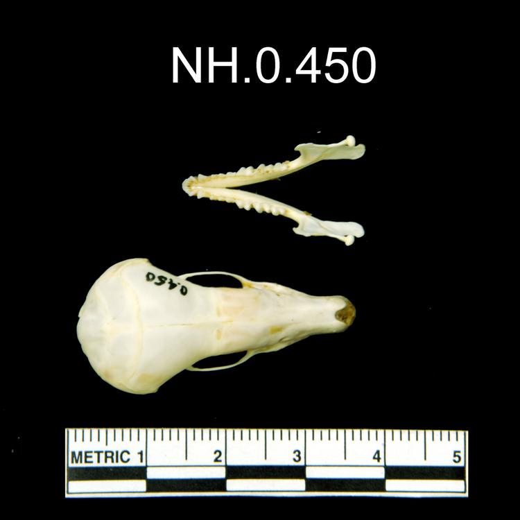 Dorsal view of object no. NH.0.450.
