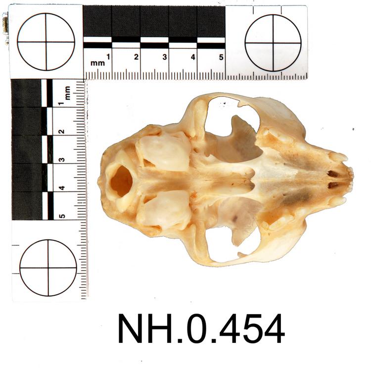 Ventral view of object no. NH.0.454.