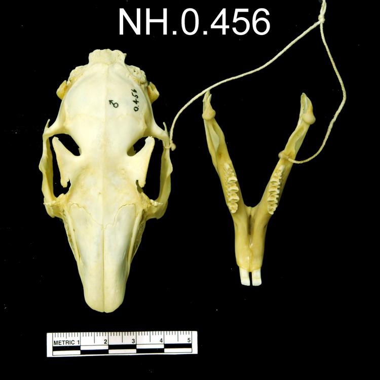 Dorsal view of object no. NH.0.456.
