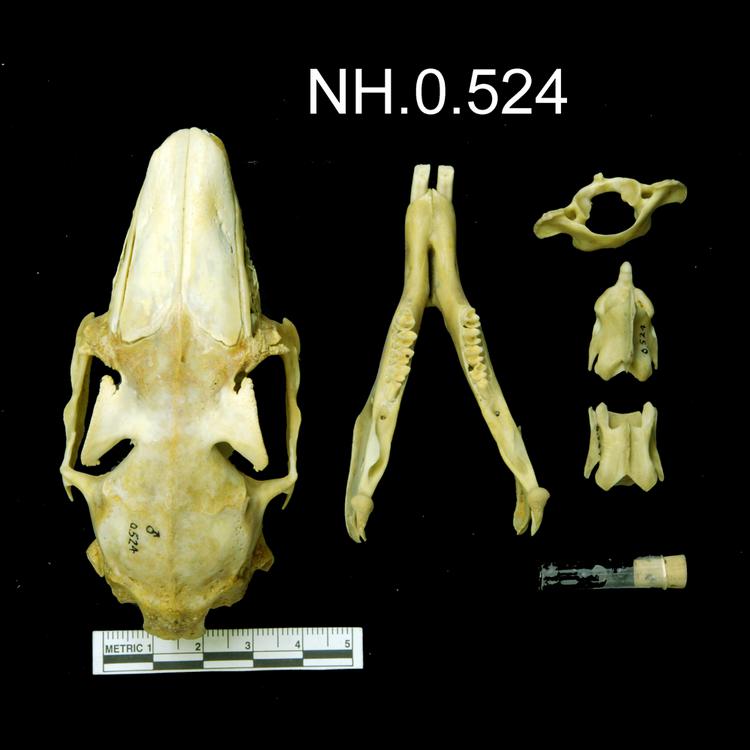 General view of object no. NH.0.524.