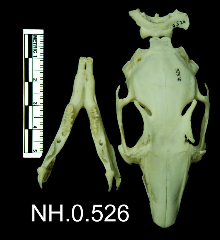 Dorsal view of object no. NH.0.526.