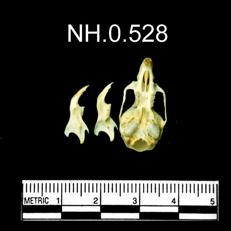 Ventral view of object no. NH.0.528.