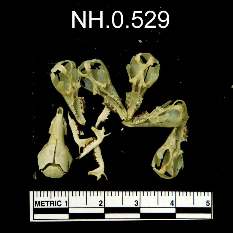image of Common Shrew (Sorex araneus)