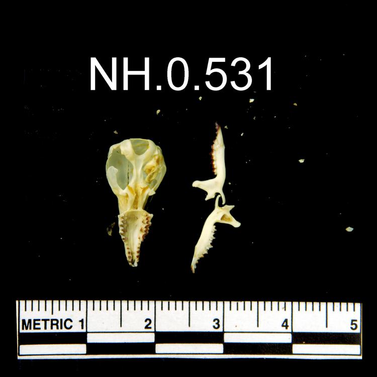 Ventral view of object no. NH.0.531.