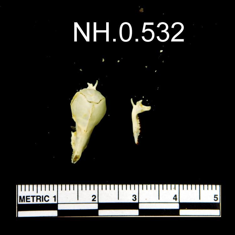 Image of Common Shrew
