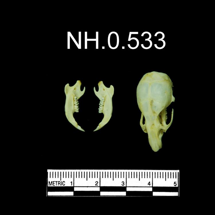 Dorsal view of object no. NH.0.533.